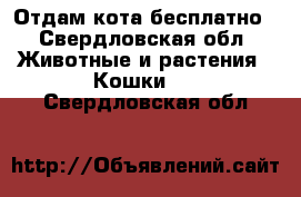 Отдам кота бесплатно - Свердловская обл. Животные и растения » Кошки   . Свердловская обл.